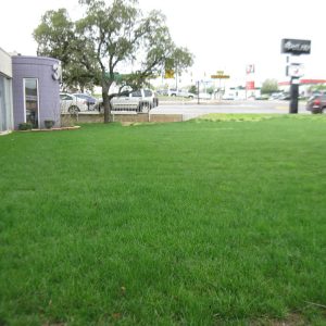 Lawn-and-Weed-Maintenance-6