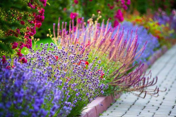 Flowers along sidewalk