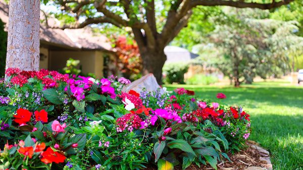 Flowers in a landscape in OKC